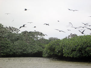 Здесь запрещена всякая человеческая деятельность, и мангровые деревья выросли большие, а птицы никого не боялись.