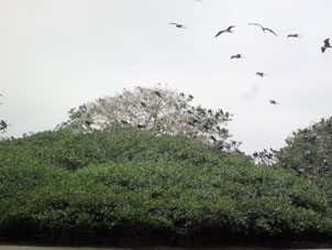 Здесь запрещена всякая человеческая деятельность, и мангровые деревья выросли большие, а птицы никого не боялись.