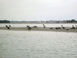 Пеликаны на песчаной косе.