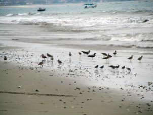 Чайки и кулики на Тихоокеанском побережье Перу.
