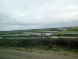 Перуанские рисовые поля.