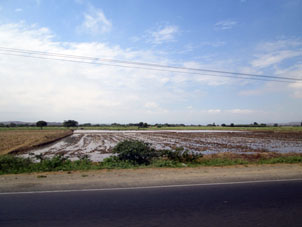 Рисовые поля на разной стадии созревания.