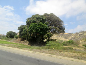 Ландшафты вдоль Панамериканского шоссе южнее Тумбеса.