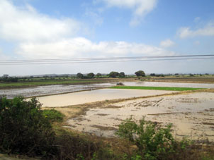 Перуанские рисовые поля.