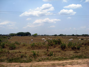 Основное направление штата Апуре - мясное разведение крупного рогатого скота. Но своего мяса в стране не хватает и Венесуэла импортирует его из Бразилии и Аргентины.