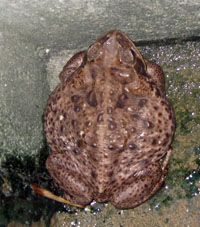 Такие жабы встречаются в Элорсе в черте города.