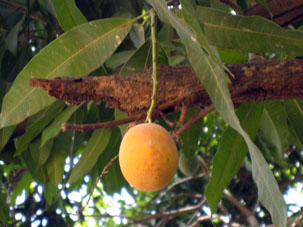 В апреле в Апуре созрели манго.