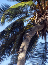 Голуби уселись на кокосовой пальме, создав подобие очереди.