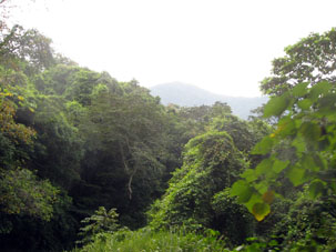 Горный тропический лес на северных склонах Кордильеры де ла Коста.