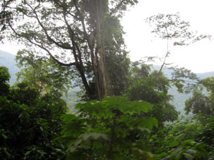 Горный тропический лес на северных склонах Кордильеры де ла Коста.