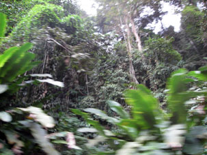 Лес северного склона Кордильеры де ла Коста вдоль дороги из Окумаре в Маракай.