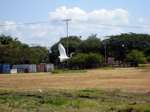 Большая белая цапля с птенцами на аэродроме "Эль Либертадор" в Маракае.
