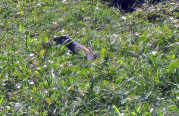 Ящерица среди травы в окрестностях Маракая.