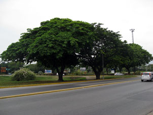 Дерево Саман (Samanea saman), чья крона даёт огромную тень, живёт триста лет и является символом штата Арагуа.