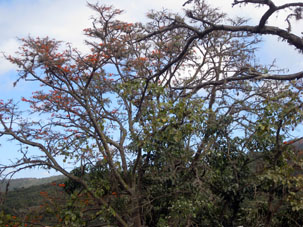 В сухой сезон (январь-февраль) многие деревья в Арагуа сбрасывают листву, но при этом зацветают.