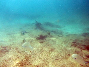Тропические рыбки на отмели напротив пляжа Катика.