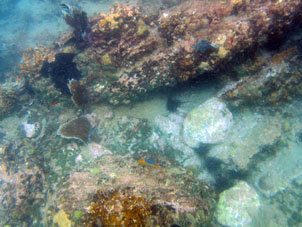 Морские ежи среди кораллов.