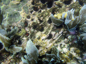 Морские ежи вгрызаются в коралловые рифы.