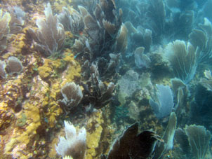 Морские ежи вгрызаются в коралловые рифы.