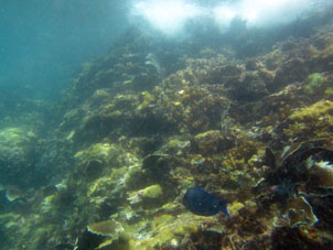 Подводный мир на востоке бухты Ката.