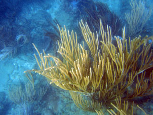 Коралл напротив безлюдного пляжа.