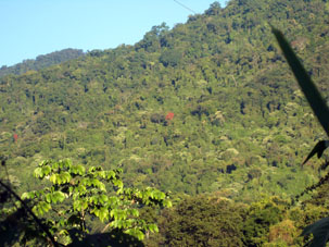 Лес на южных склонах Кордильеры де ла Коста.