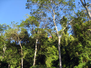 Лес по дороге из Маракая в Окумаре-де-ла-Коста.
