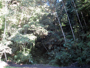 Далее горная дорога пошла через тропический лес по северному склону Кордильеры-де-ла-Коста.