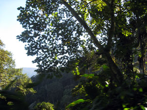 Горный лес северных склонов Кордильеры в Арагуа.
