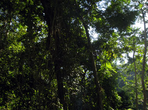 Горный лес северных склонов Кордильеры в Арагуа.