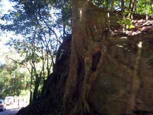 Корни дерева прочно вплелись в скалу рядом с дорогой при въезде в долину Окумаре.