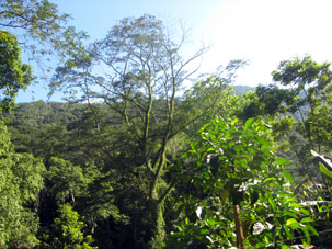 Лес долины Окумаре.