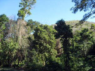 Деревья, отделяющие дорогу из Окумаре-де-ла-Коста в бухту Ката и сельскохозяйственные поля.
