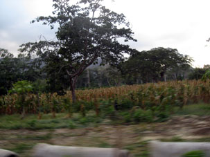 Сельскохозяйственные плантации в долине Окумаре.