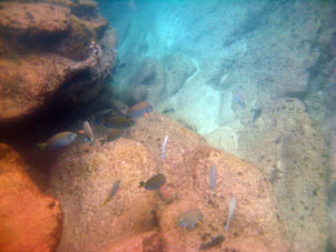 Рыбий косяк в восточной части бухты Ката.