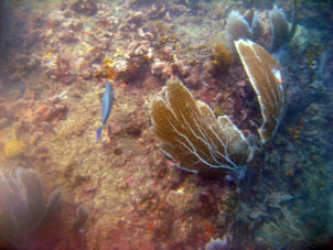 Подводный мир на коралловой отмели в бухте Ката.