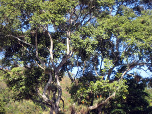 В предгорье этого хребта больше влаги, и там произрастают более влаголюбивые деревья, на которых обустраиваются эпифиты.