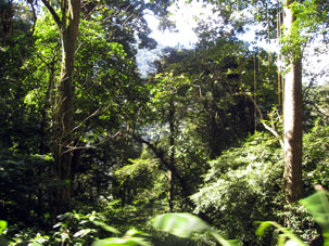 Лес вдоль дороги из Маракая в Окумаре.