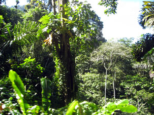 Тропический лес на северном склоне Кордильеры де ла Коста.