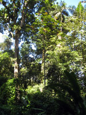 В этом лесу встречается много больших и старых деревьев.