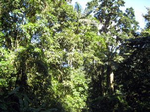 Тропический лес на склоне Кордильеры де ла Коста.
