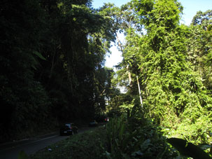 Тропический лес на склоне Кордильеры де ла Коста.