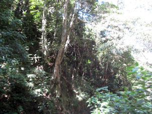 Склоны Кордильеры де ла Коста покрытые горным тропическим дождевым лесом.