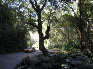Склоны Кордильеры де ла Коста покрытые горным тропическим дождевым лесом.