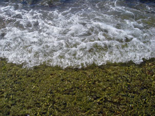 Дно в том месте, где я входил в воду, было покрыто морской травой, создающей мягкий зелёный ковёр.