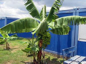 Банан на территории стройгородка (российского) в Маракае.