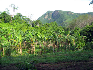 Банановые посадки к северу от Чуао.