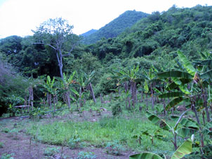Банановые посадки около посёлка.