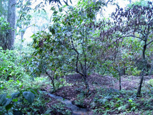 А это посадки какао около посёлка Чуао.