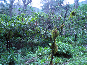 Посадки в тропических лесах со временем зарастают.